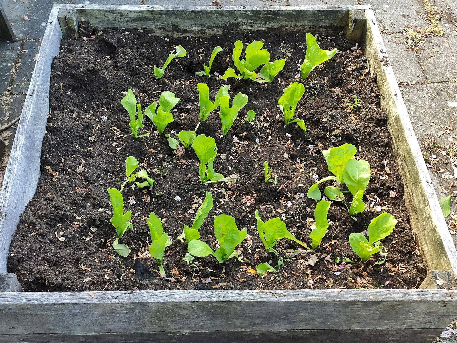 IKC De Lente